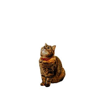 Charming Tabby Cat Wearing A Red Collar Sitting On A Patterned Floor Inside A Cozy Room. 14822 - Cat PNG image with transparent background